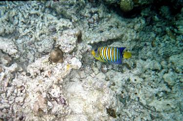 Meedhupparu 2004 Unterwasser-Fotos,_834_07 B_478